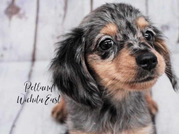 Miniature Dachshund Dog Female Blue Dapple 18136 Petland Wichita, Kansas