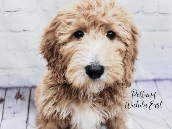 Goldendoodle 2nd Gen-Dog-Female-Red-18133-Petland Wichita, Kansas