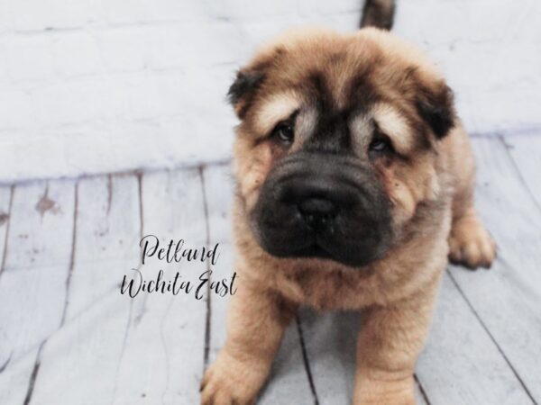 Chinese Shar-Pei-Dog-Male-Five Pt Red Dilute-18131-Petland Wichita, Kansas