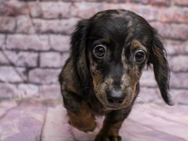 Miniature Dachshund Dog Female Black / Tan 18152 Petland Wichita, Kansas