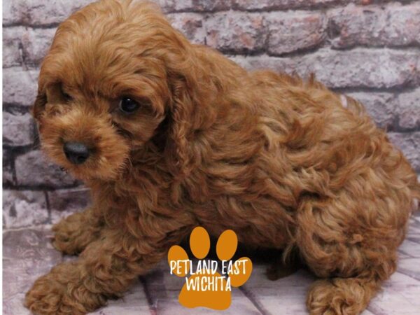 Cavapoo Dog Female Red 18160 Petland Wichita, Kansas