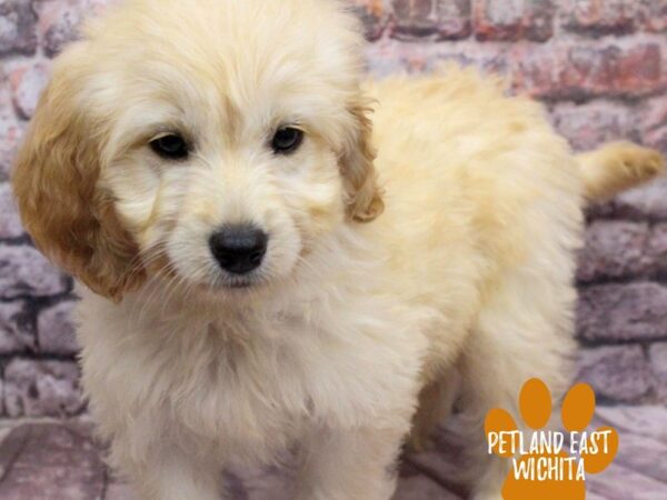 Mini Goldendoodle Dog Female Cream 18159 Petland Wichita, Kansas