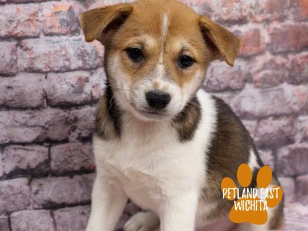 Shiba Inu-Dog-Male-Red Sesame / White-18155-Petland Wichita, Kansas