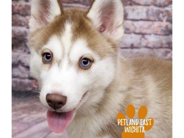 Siberian Husky Dog Female Red and White 18148 Petland Wichita, Kansas