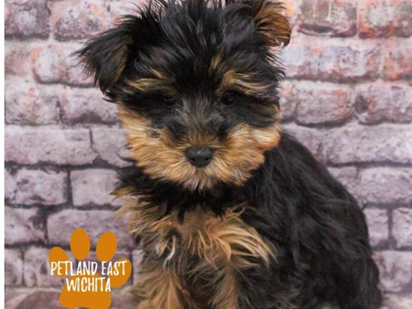 Yorkshire Terrier Dog Female Black and Tan 18149 Petland Wichita, Kansas