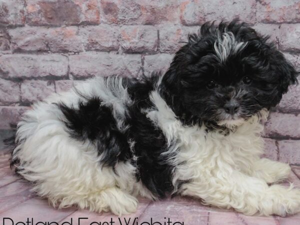 Teddy Bear-Dog-Female-Black & White-18145-Petland Wichita, Kansas