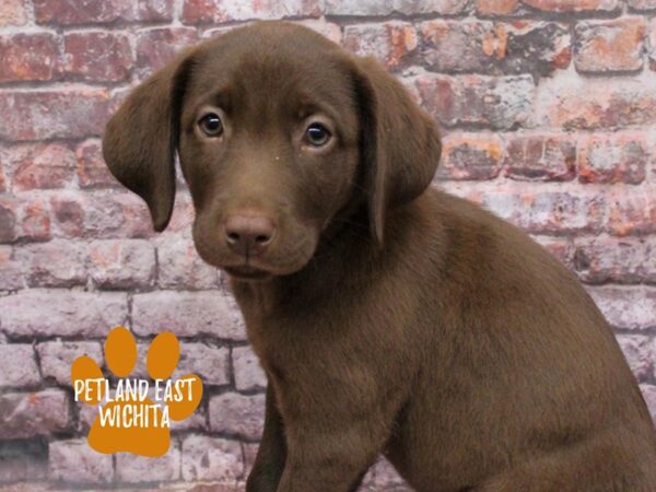 Labrador Retriever Dog Male Chocolate 18147 Petland Wichita, Kansas