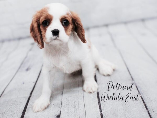 [#18070] Blenheim Female Cavalier King Charles Spaniel Puppies for Sale