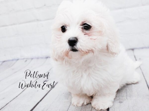 Teddy Bear Dog Female White 18064 Petland Wichita, Kansas