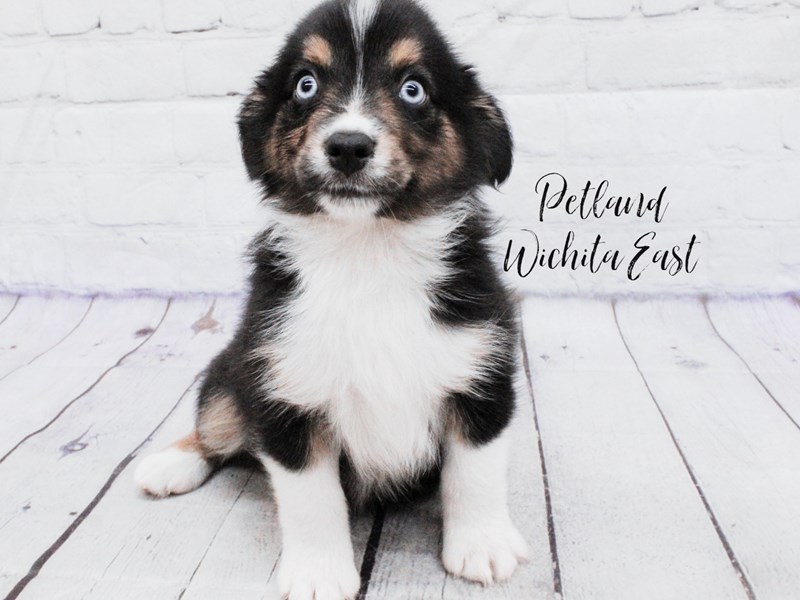 Miniature Australian Shepherd - 18093 Image #1