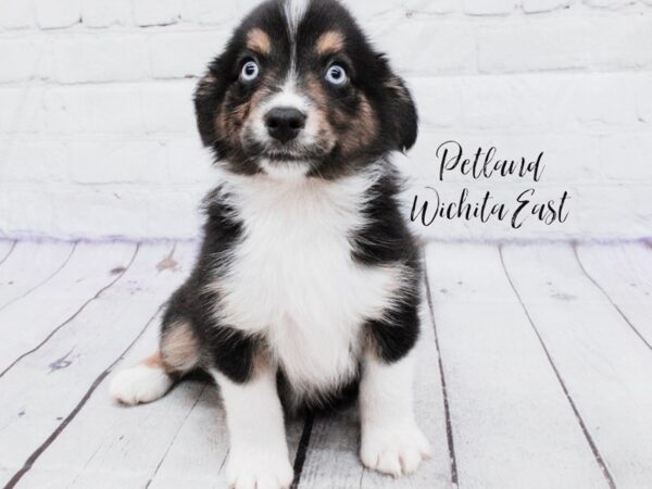 [#18093] Black Tri Male Miniature Australian Shepherd Puppies for Sale
