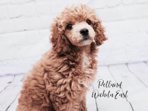 Miniature Poodle-Dog-Female-Red & White-18086-Petland Wichita, Kansas