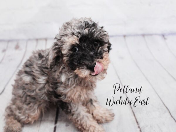 [#18118] Blue Merle Parti Male Miniature Poodle Puppies for Sale