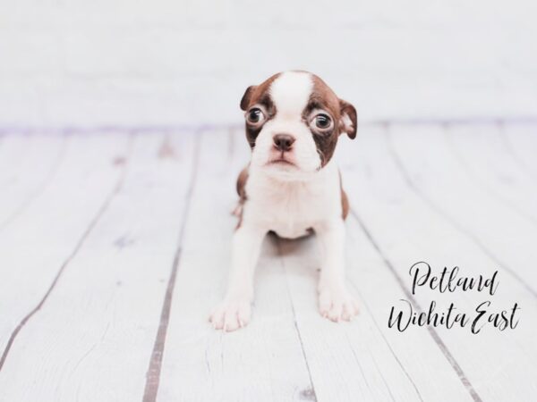 Boston Terrier Dog Female Red / White 18117 Petland Wichita, Kansas