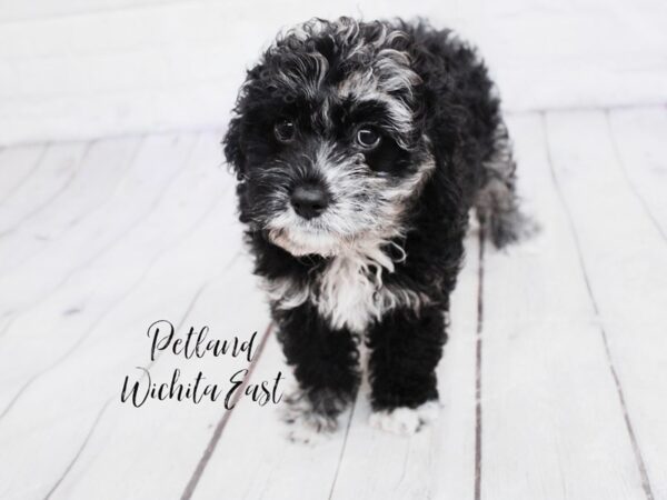 Cockapoo-Dog-Female-Blue Merle-18110-Petland Wichita, Kansas