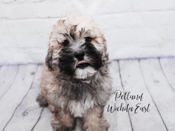 [#18108] Brindle Male Daisy Dog Puppies for Sale