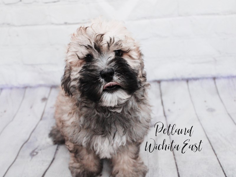 Daisy Dog - 18108 Image #1