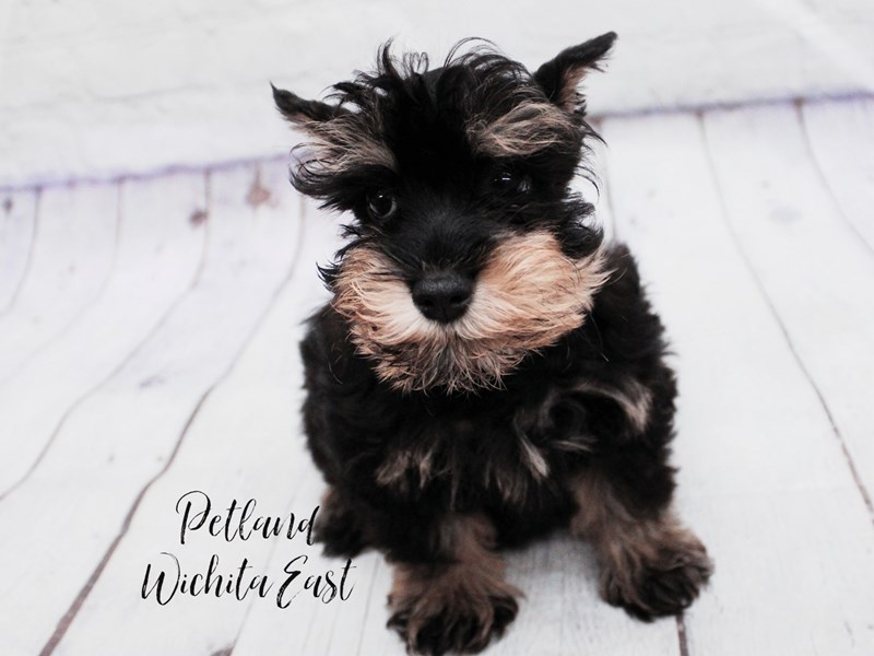 Miniature Schnauzer - 18100 Image #1