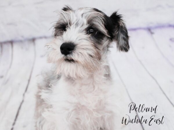 Miniature Schnauzer Dog Female Blue Merle Parti 18125 Petland Wichita, Kansas