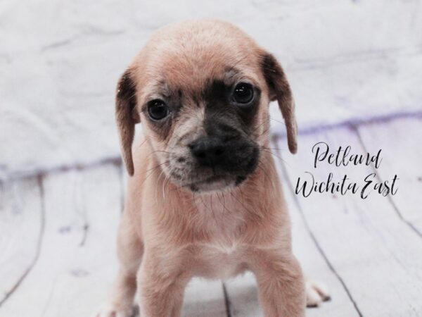 Puggle Dog Male Lilac Merle 18122 Petland Wichita, Kansas