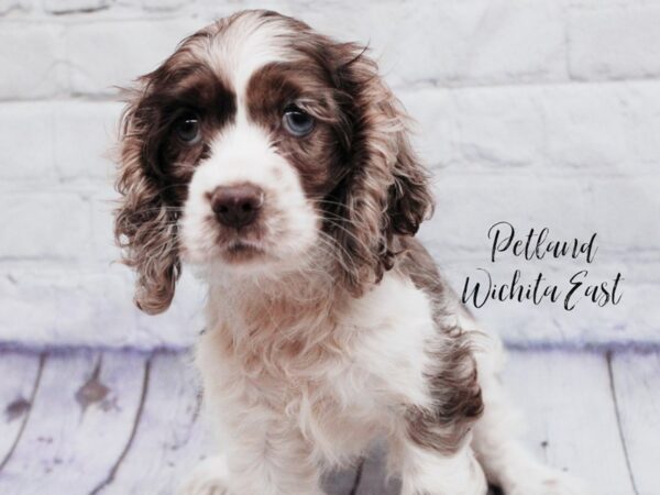 Cocker Spaniel Dog Female Chocolate Merle Parti 18121 Petland Wichita, Kansas