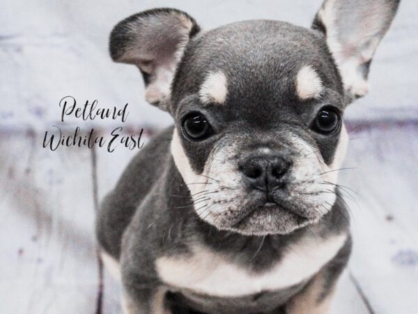 [#18142] Blue & Tan Male French Bulldog Puppies for Sale