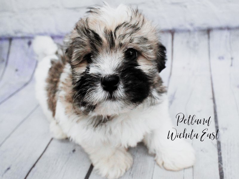 Havanese - 18129 Image #1