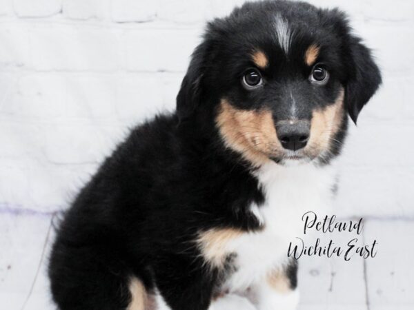 Australian Shepherd Dog Female Black White and Tan 18132 Petland Wichita, Kansas