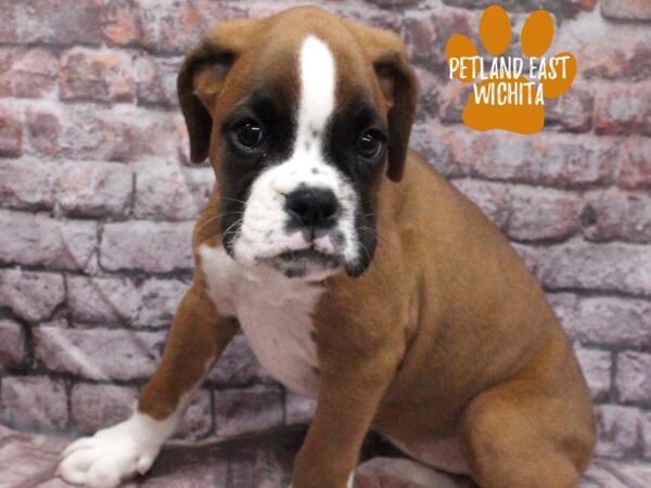 [#18158] Fawn / White Female Boxer Puppies for Sale