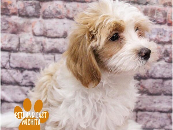 Malshipoo-Dog-Male-Red / White-18161-Petland Wichita, Kansas