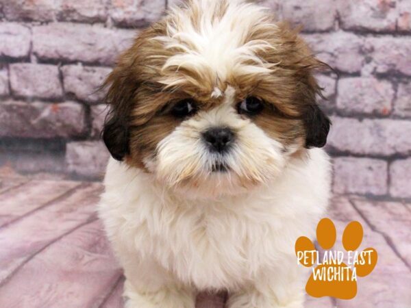 Shih Tzu Dog Female Red / White 18156 Petland Wichita, Kansas