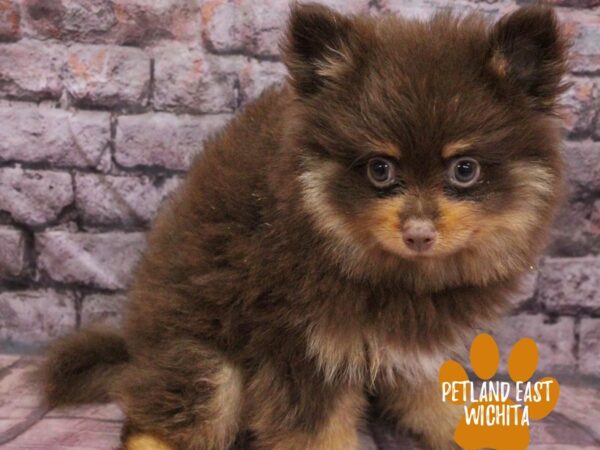 [#18154] Chocolate / Tan Male Pomeranian Puppies for Sale