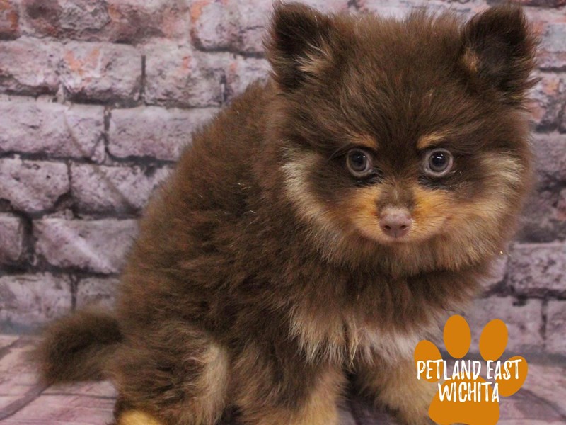 Pomeranian - 18154 Image #1