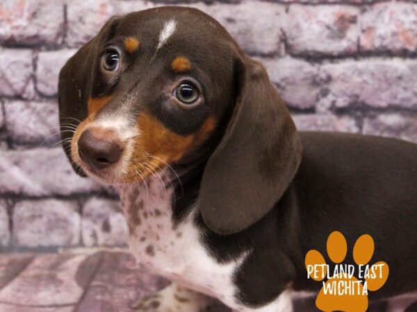 Miniature Dachshund Dog Male Chocolate White Tan 18151 Petland Wichita, Kansas