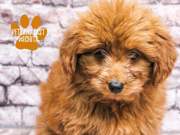 [#18143] Red Female 2nd Generation Mini Bernedoodle Puppies for Sale