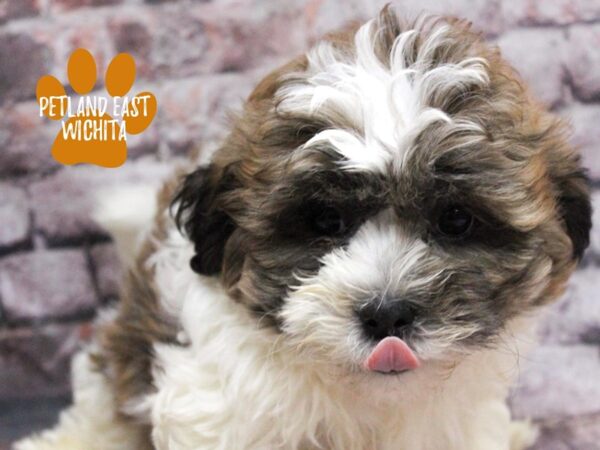 [#18144] Gold & White Male Teddy Bear Puppies for Sale