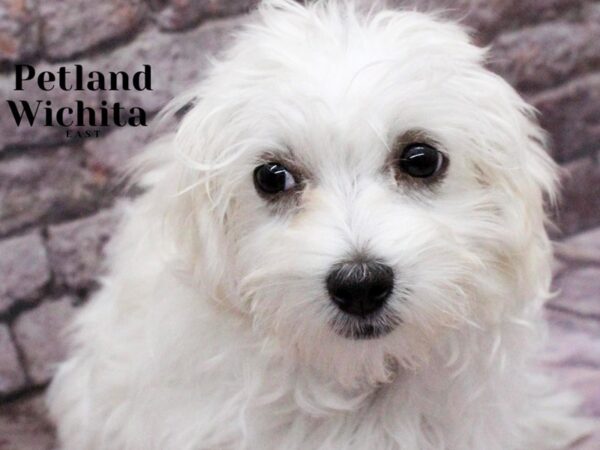 [#18187] White Female Havamalt Puppies for Sale