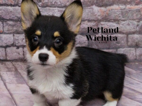 [#18186] Tri Female Pembroke Welsh Corgi Puppies for Sale