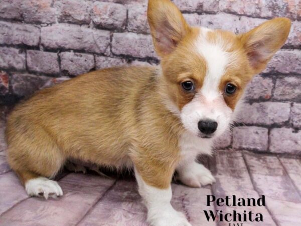 Pembroke Welsh Corgi Dog Male Sable & White 18185 Petland Wichita, Kansas