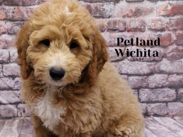 Goldendoodle Mini 2nd Gen Dog Male Golden 18184 Petland Wichita, Kansas