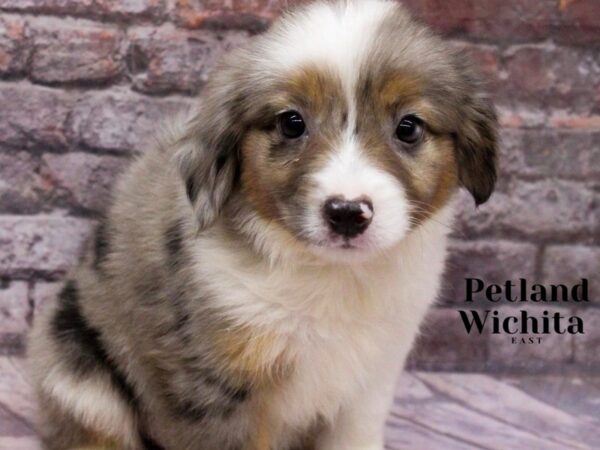 Miniature American Shepherd-Dog-Female-Blue Merle-18182-Petland Wichita, Kansas