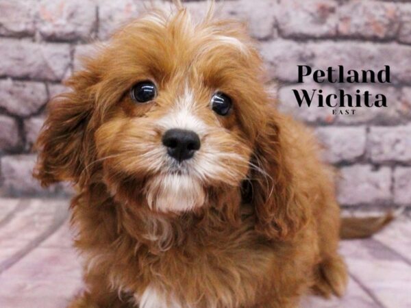 [#18183] Red Female Cavapoo Puppies for Sale
