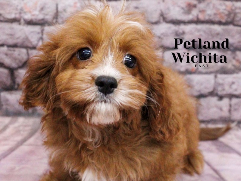 Cavapoo - 18183 Image #1