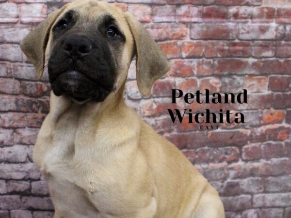 [#18180] Fawn Male English Mastiff Puppies for Sale