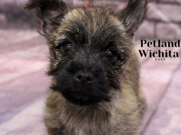 [#18178] Wheaten Female Cairn Terrier Puppies for Sale
