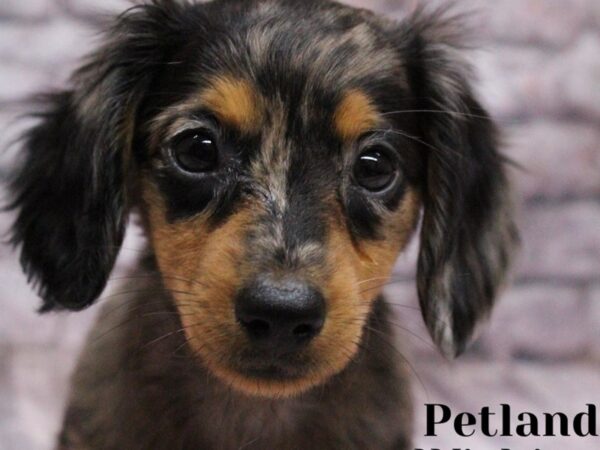 [#18175] Blue Dapple Female Miniature Dachshund Puppies for Sale