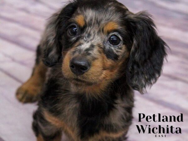 [#18174] Blue Dapple Female Miniature Dachshund Puppies for Sale