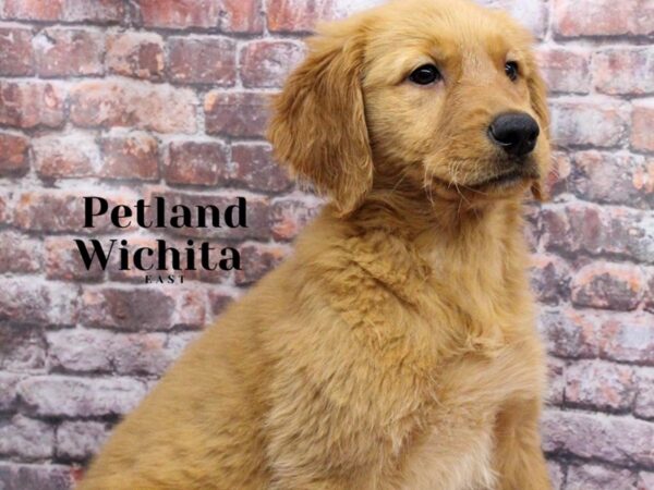 Golden Retriever Dog Female Golden 18172 Petland Wichita, Kansas