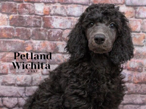 Standard Poodle-Dog-Female-Black-18171-Petland Wichita, Kansas