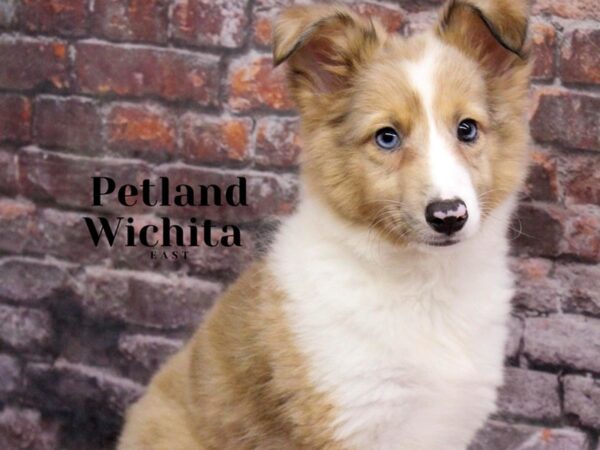 Shetland Sheepdog-Dog-Male-White / Sable Merle-18169-Petland Wichita, Kansas